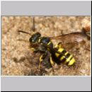 Cerceris quadricincta - Knotenwespe w001a 10mm - OS-Wallenhorst-Sandgrube-det.jpg